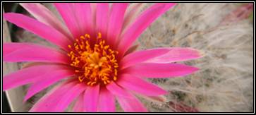 Mammillaria guelzowiana cactus flower