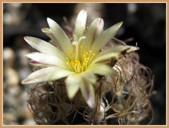 Turbinicarpus pseudomacrochele v. krainzianus f. minimus cactus flower