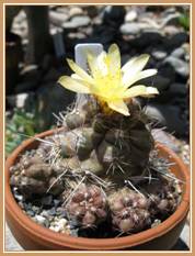 Copiapoa humilis ssp. humilis cactus flower