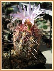 Thelocactus bicolor ssp. tricolor cactus flower