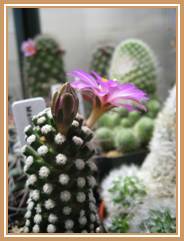 mammillaria theresea cactus flower