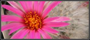 Mammillaria guelzowiana cactus flower