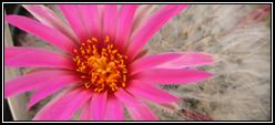 Mammillaria guelzowiana cactus flower