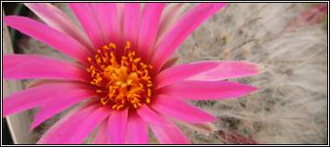 Mammillaria guelzowiana cactus flower