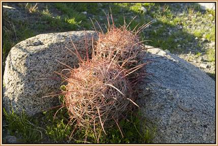 Ferocactus cylindraceus - in Habitat - Palm Springs, CA