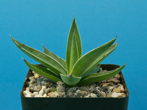 Agave titanota