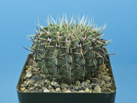 Parodia buiningii