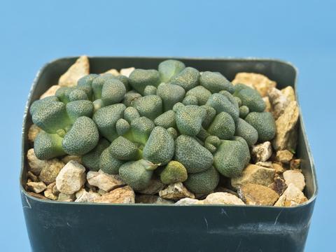 Aloinopsis schooneesii - Plant of the month