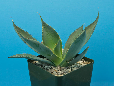 Agave guadalajarana