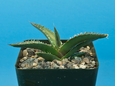 Agave triangularis
