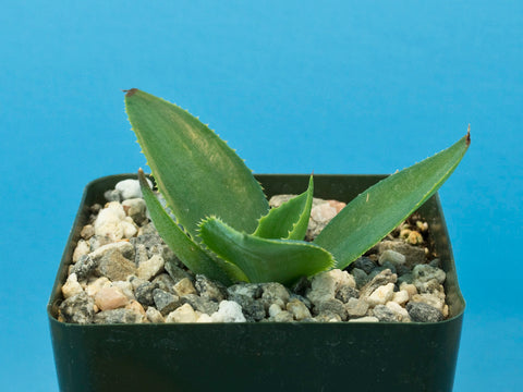Agave abisaii