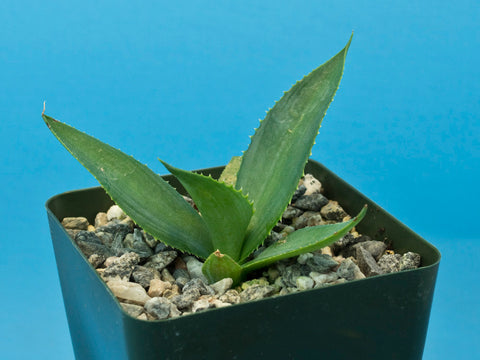 Agave andreae
