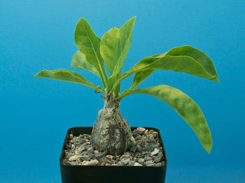 Cephalopentandra ecirrhosa