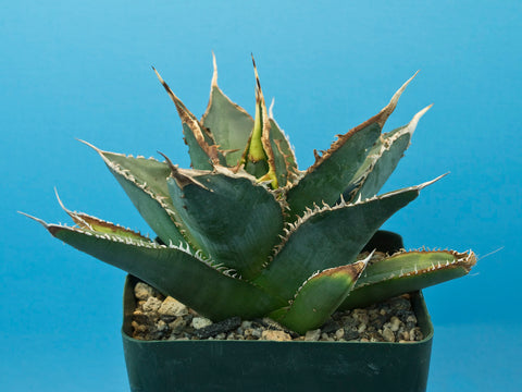 Agave titanota  FO-076 Sierra Mixteca