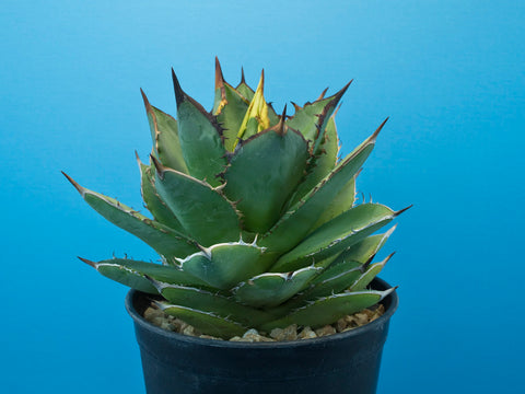 Agave titanota cv. 'Stacker'