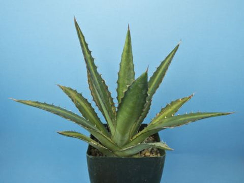 Agave lophantha 'Splendida'