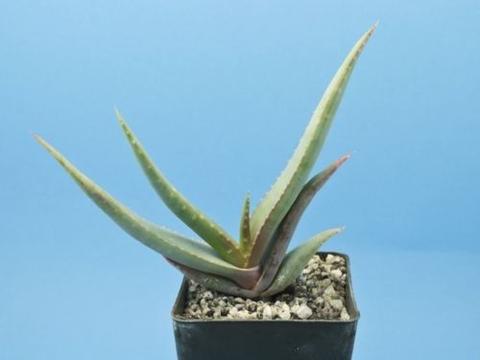 Aloe cv. 'Superkrap'