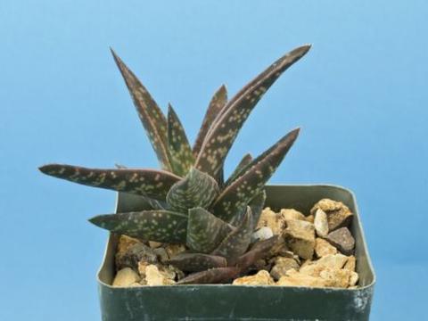 Gasteraloe Hybrid