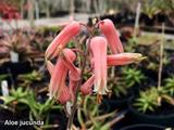 Aloe jucunda