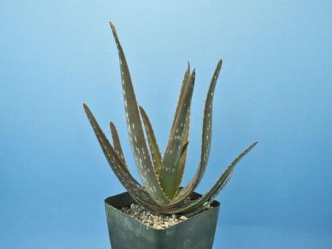 Aloe saponaria hybrid