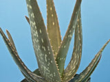 Aloe saponaria hybrid