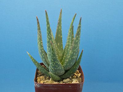 Aloe krapohliana hybrid