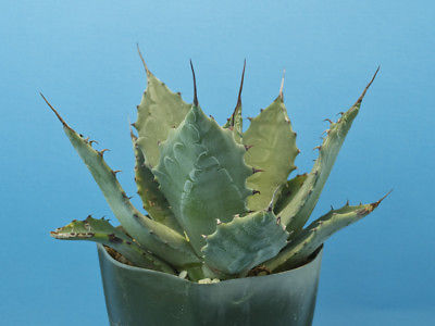 Agave colorata