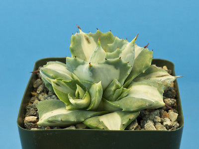 Agave isthmensis cv. 'Ohi-Raijin Shironakahu' mediopicta alba variegated