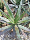 Aloe betsileensis - Plant of the Month
