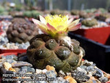 Copiapoa hypogaea 'Lizard Skin'