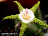 Stapelia flavopurpurea