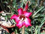 Adenium somalense