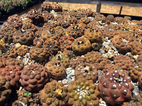 Copiapoa hypogaea