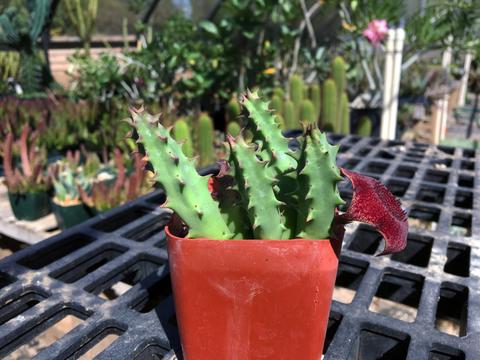 Huernia cv. 'Bronx Cheer'
