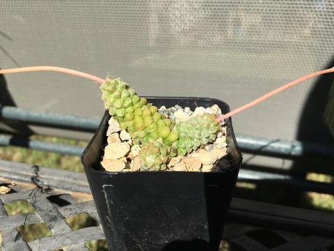 Anacampseros baeseckei