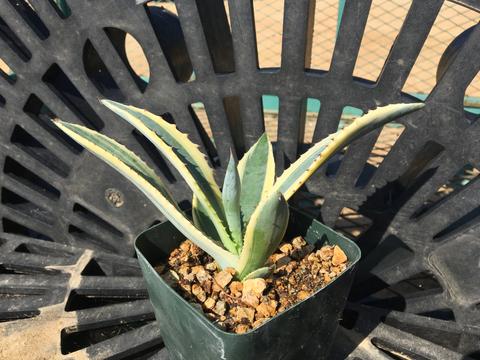 Agave murphyei variegated