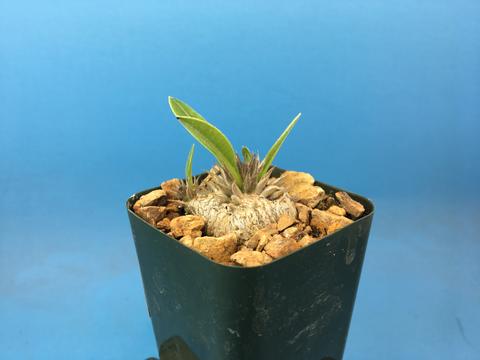 Pachypodium brevicaule