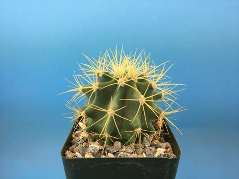 Ferocactus glaucescens