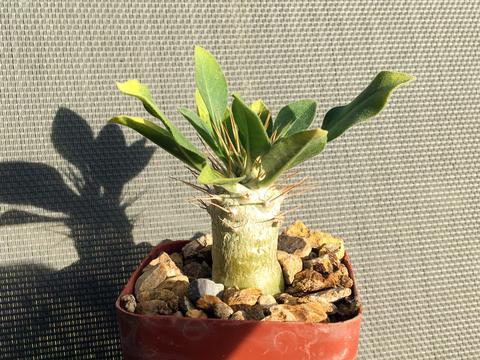 Pachypodium namaquanum