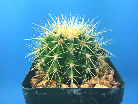 Echinocactus grusonii