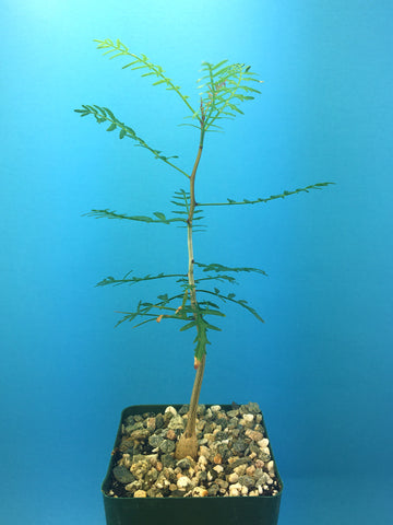 Bursera microphylla