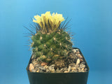 Copiapoa humilis