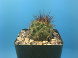 Copiapoa coquimbana