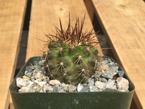 Copiapoa coquimbana