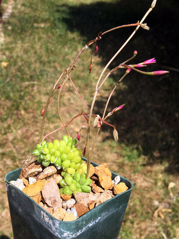 Anacampseros karasmontana