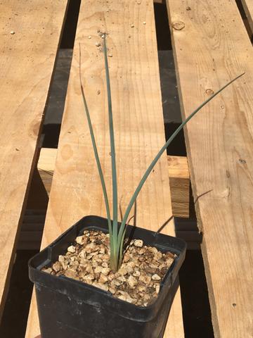 Hesperaloe parviflora