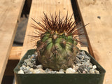 Copiapoa coquimbana