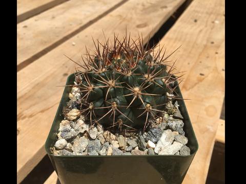 Gymnocalycium neuhuberi