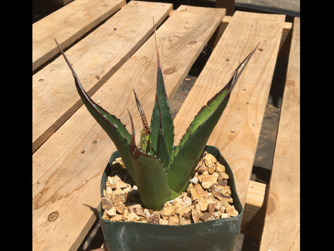 Agave shawii ssp. goldmaniana