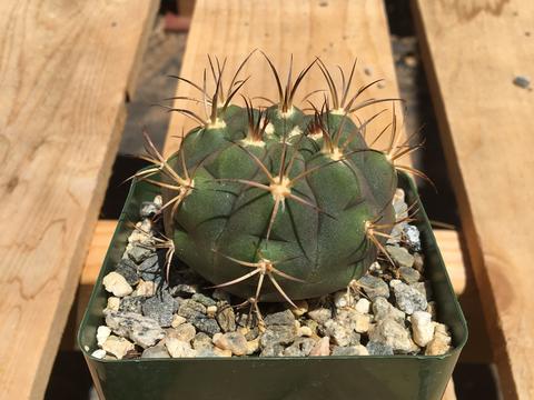Gymnocalycium pflanzii v. albipulpa